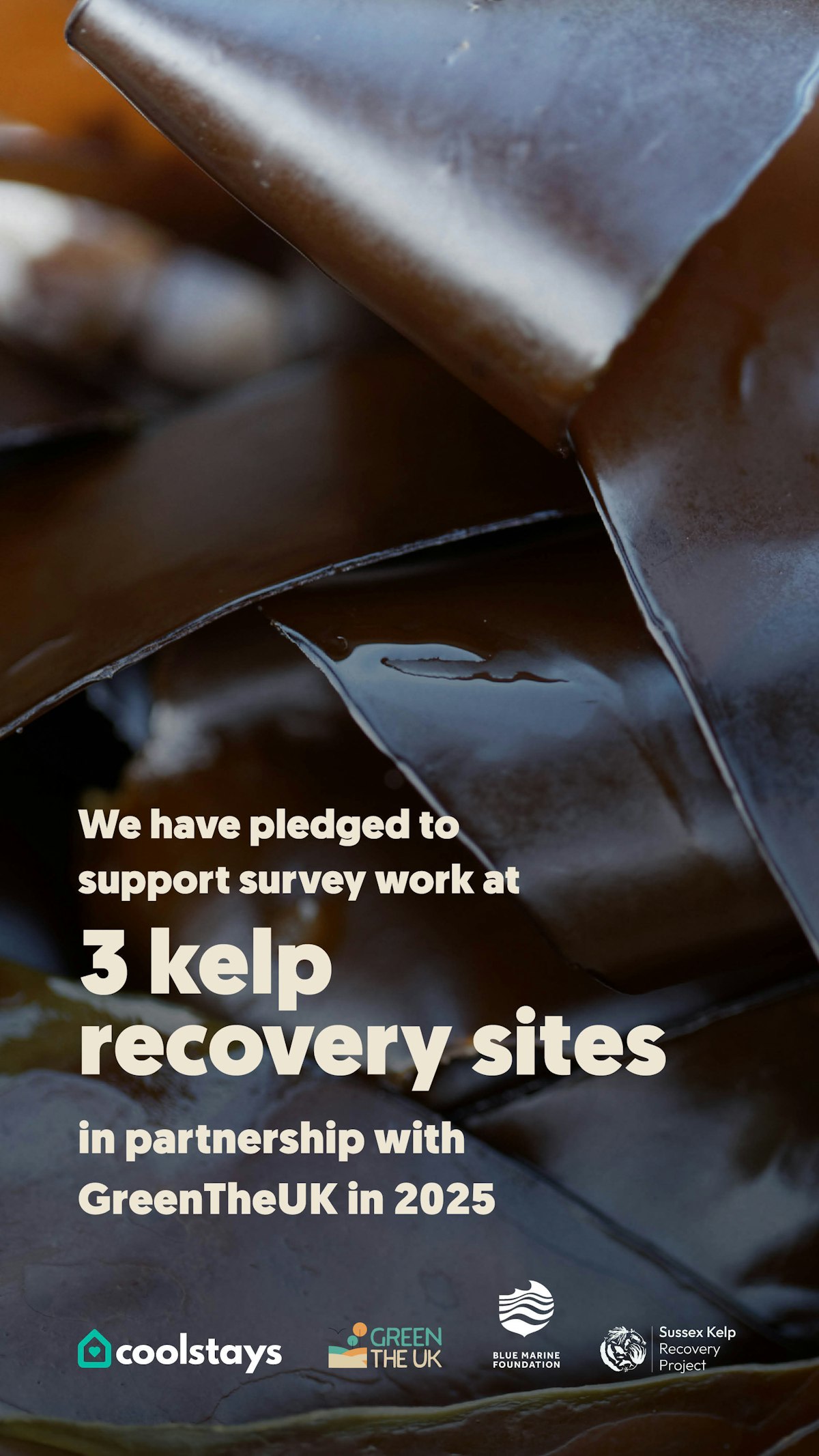 Uk temporate rainforest infographic