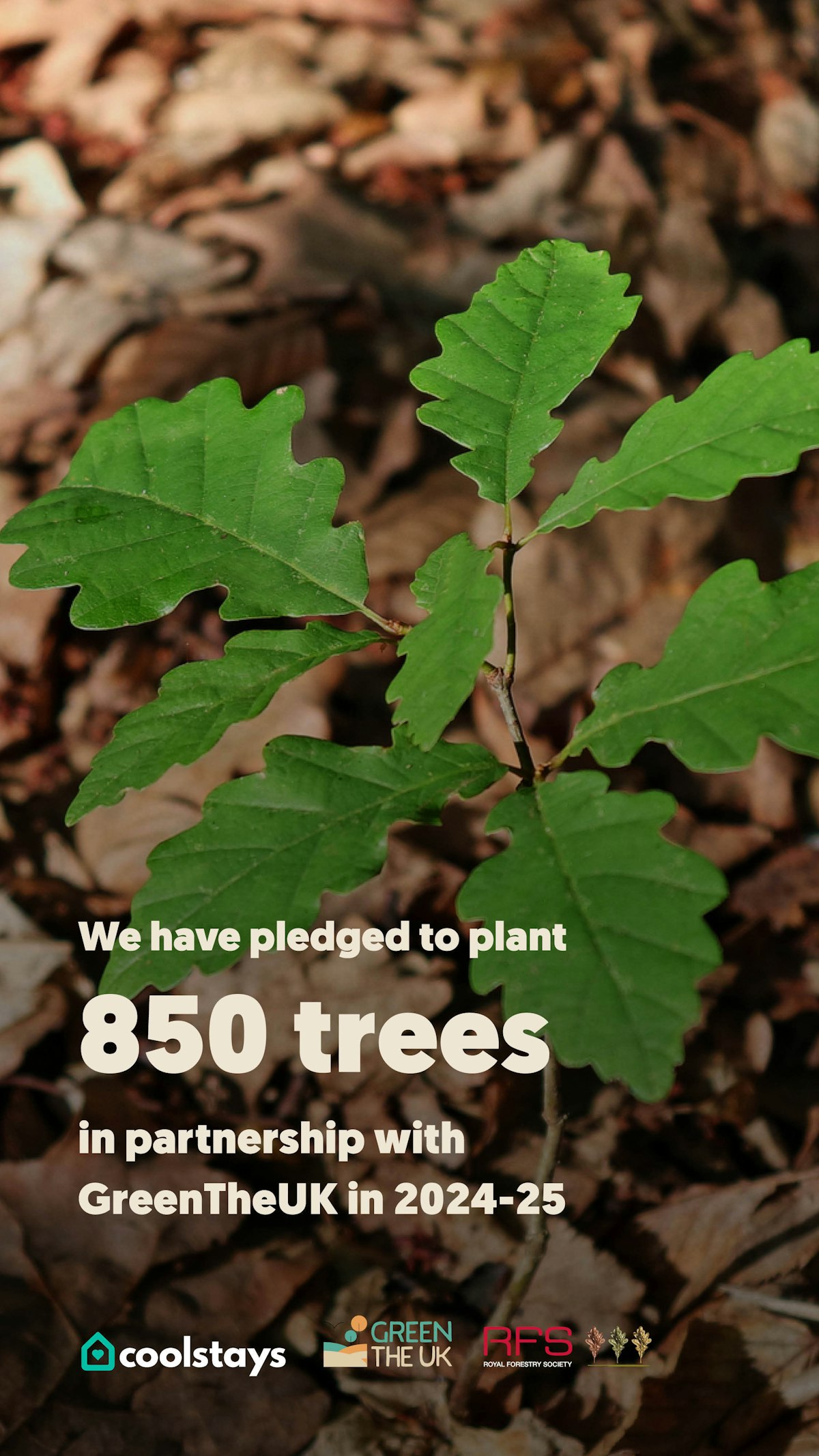 Uk temporate rainforest infographic